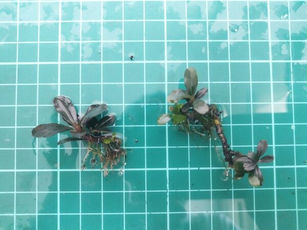 ブセファランドラspティア 水上葉 2株