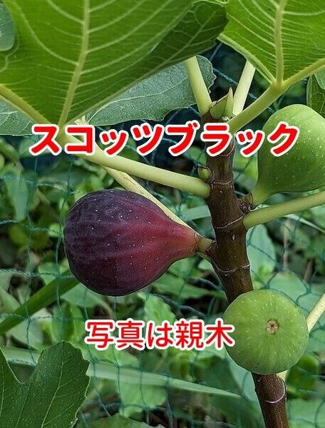 イチジク スコッツブラック 2年目苗木(3)