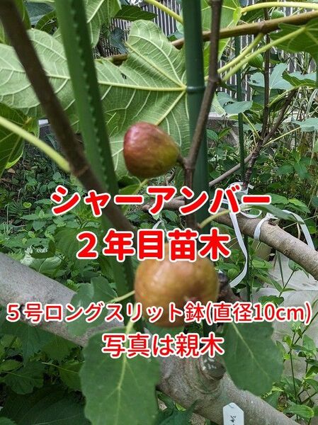 イチジク シャーアンバー 2年目苗木(1)