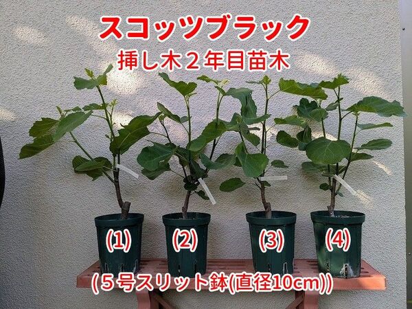 イチジク スコッツ ブラック 2年目苗木(1)