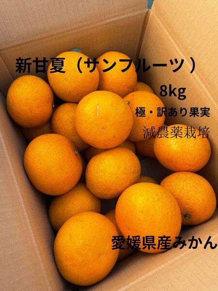 愛媛県産 新甘夏 サンフルーツ 8kg 訳あり