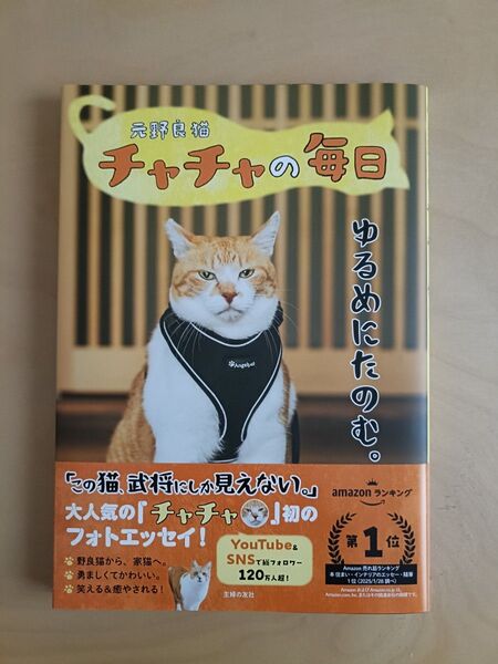 値下げ可 元野良猫チャチャの毎日