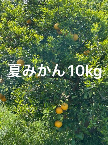 夏みかん10kg