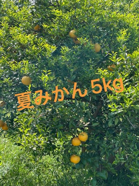 夏みかん5kg