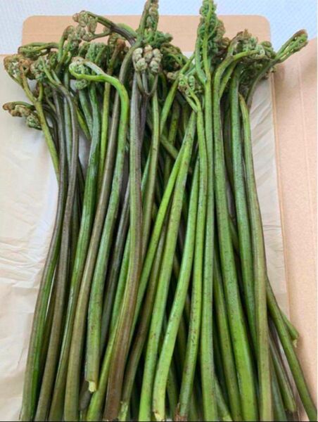 天然 わらび 山菜