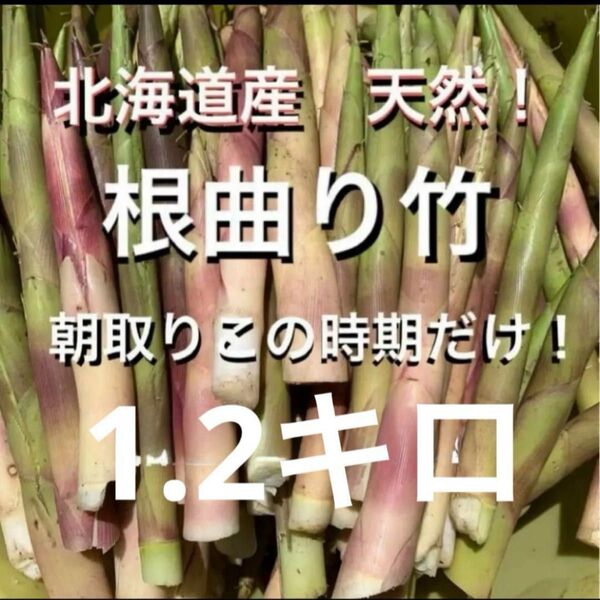 北海道産 天然! 根曲り竹 姫竹