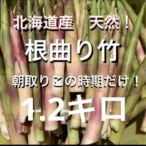 北海道産 天然! 根曲り竹 姫竹