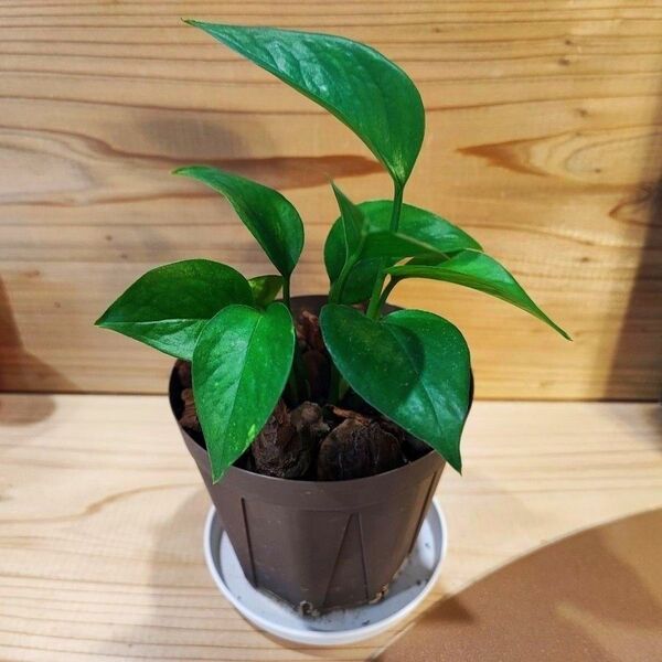観葉植物 ポトス 抜き苗 ネコポス発送
