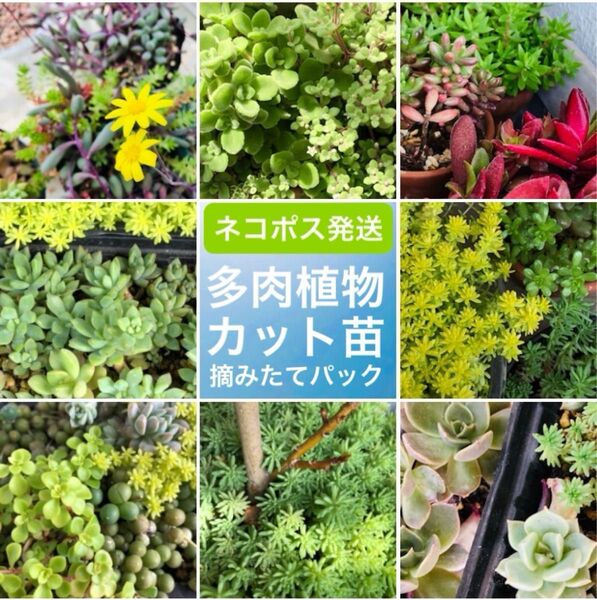 【季節限定】多肉植物カット苗 詰め合わせ【ご購入後に摘みたてをご用意いたします】