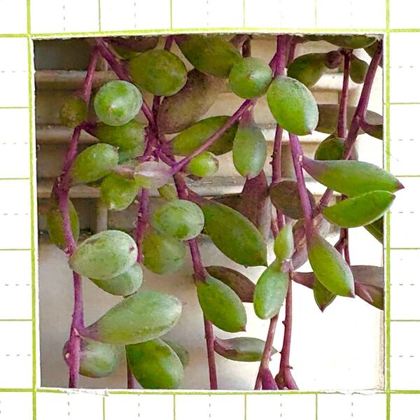 ルビーネックレス カット苗 多肉植物