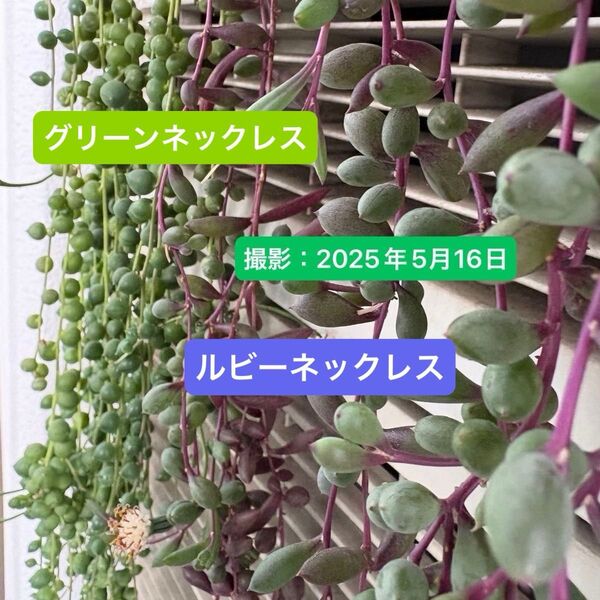 【季節限定】2種類の多肉植物コレクション カット苗詰め合わせ(グリーンネックレス&ルビーネックレス)