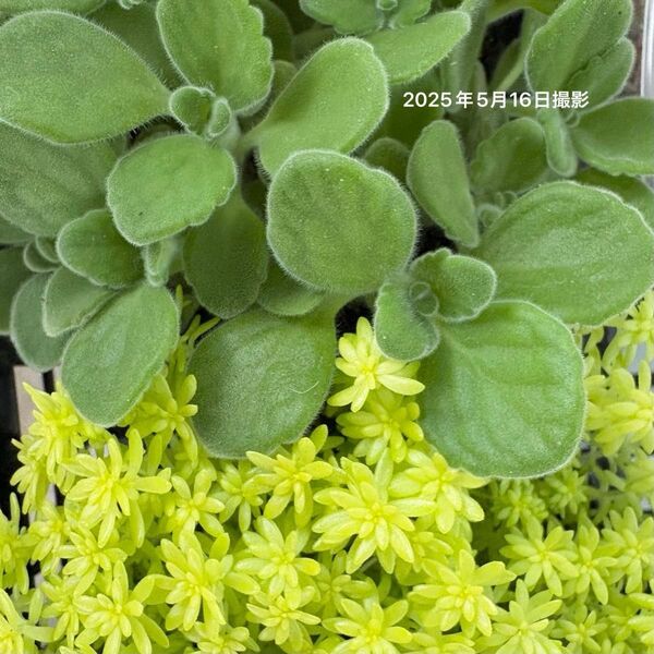 【季節限定】2種類の多肉植物コレクション カット苗詰め合わせ(アロマティカス&黄金細葉万年草)