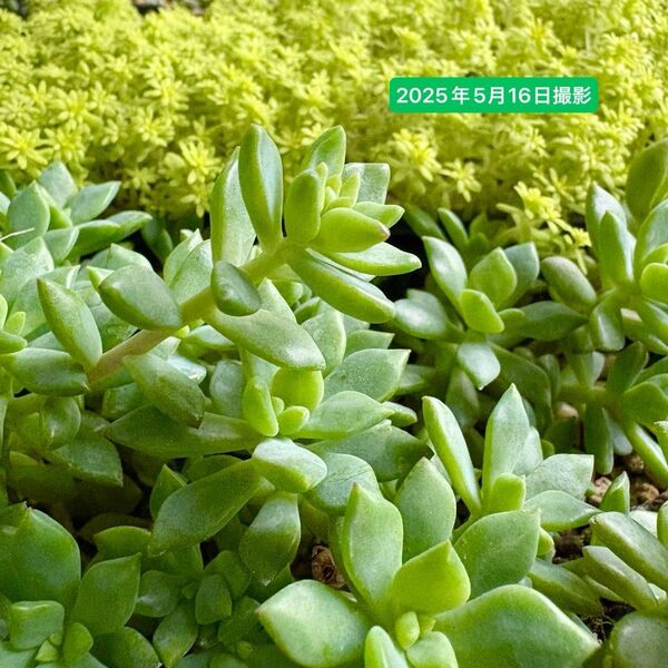 【季節限定】2種類の多肉植物コレクション カット苗詰め合わせ(リトルビューティー&黄金細葉万年草)