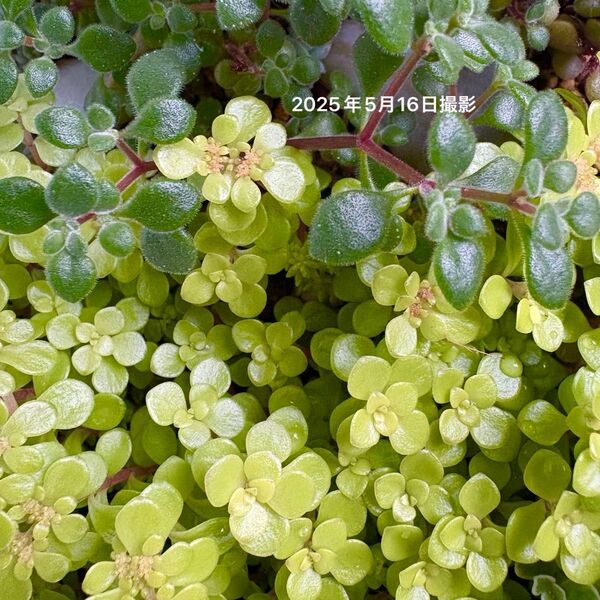 【季節限定】2種類の多肉植物コレクション カット苗詰め合わせ(ブロウメアナ&丸葉万年草)