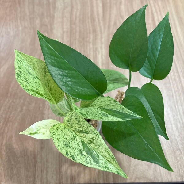 観葉植物コレクション ポトス 抜き苗 斑入り&斑なし 2種類セット