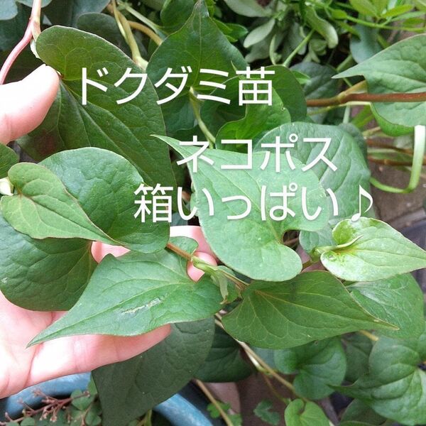 ドクダミ苗 ネコポス 箱いっぱい♪