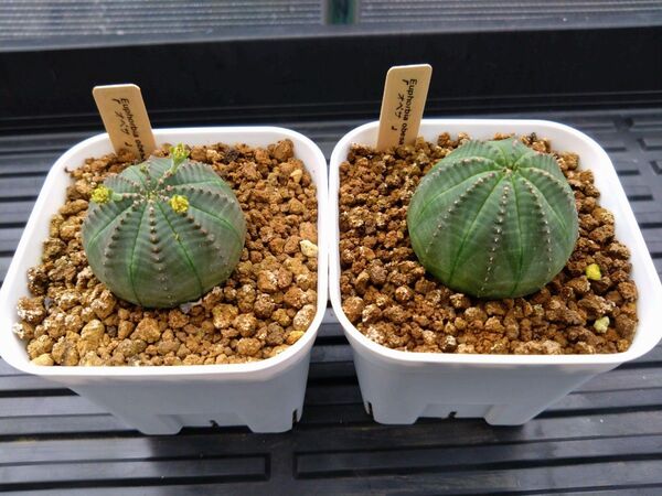 ユーフォルビア オベサ 実生 サボテン 多肉植物