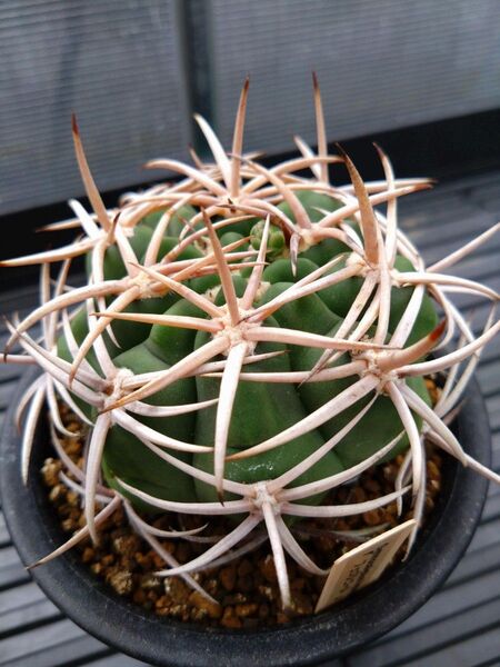 サボテン 多肉植物 ギムノカリキュウム フェロシオール Gymnocalycium 塊根植物