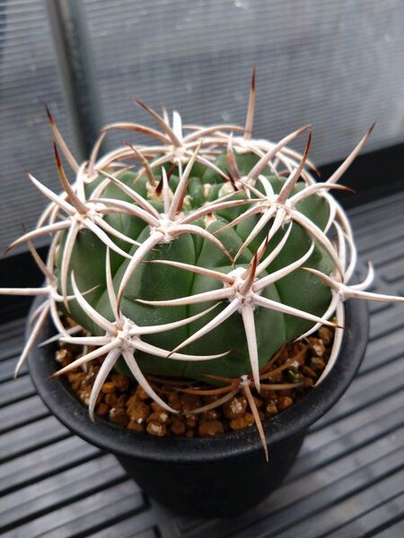 サボテン フェロシオール Gymnocalycium ギムノカリキュウム 多肉植物
