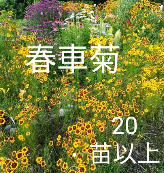 春車菊20苗以上