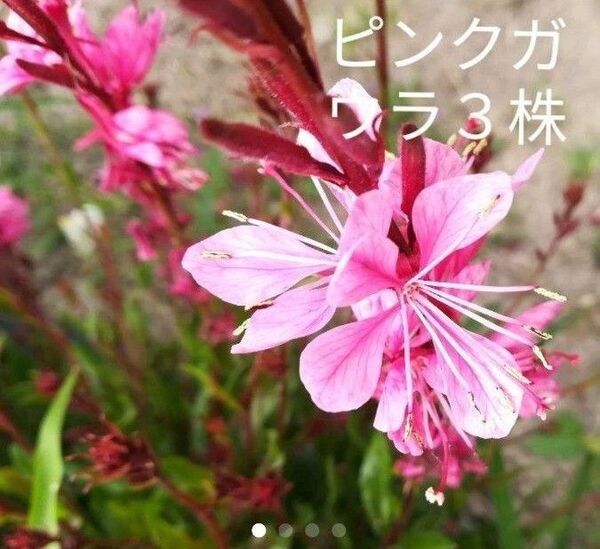ガウラ ピンク色3株
