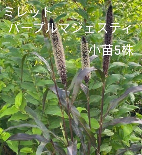 ミレットパープルマジェスティ小苗5株