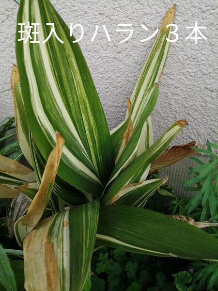 斑入りハラン3本