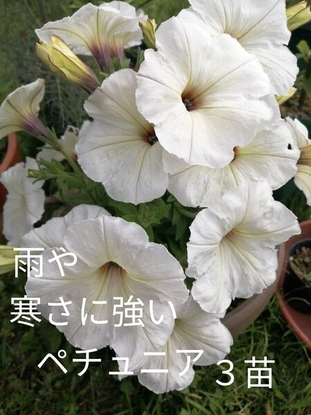 雨や寒さに強いペチュニア3苗