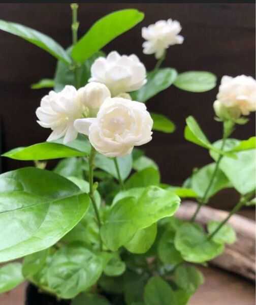 八重咲き ジェイド 茉莉花 アラビアンジャスミン