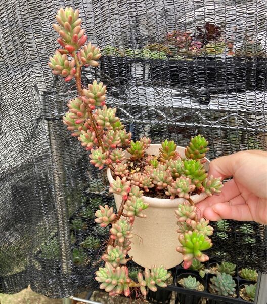 オーロラ&虹の玉 鉢ごと発送