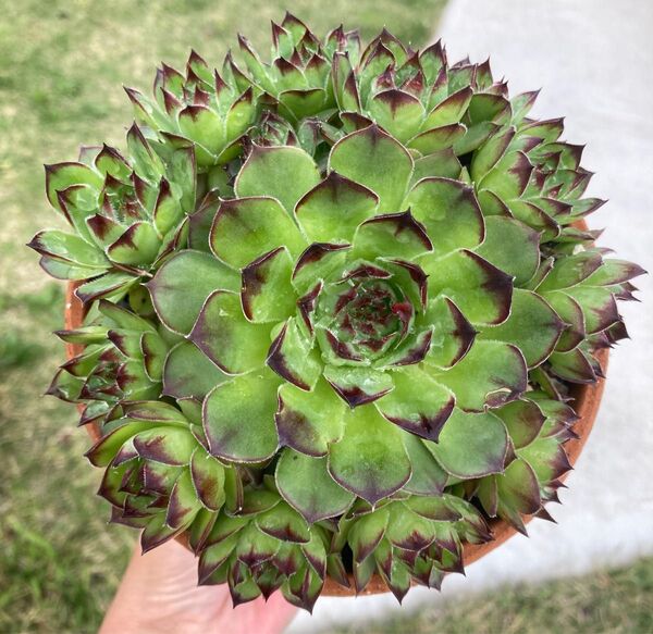 センペルビウム 超美苗 大きめ 多肉植物