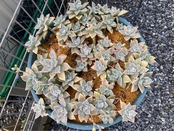 朧月 多肉植物 エケベリア