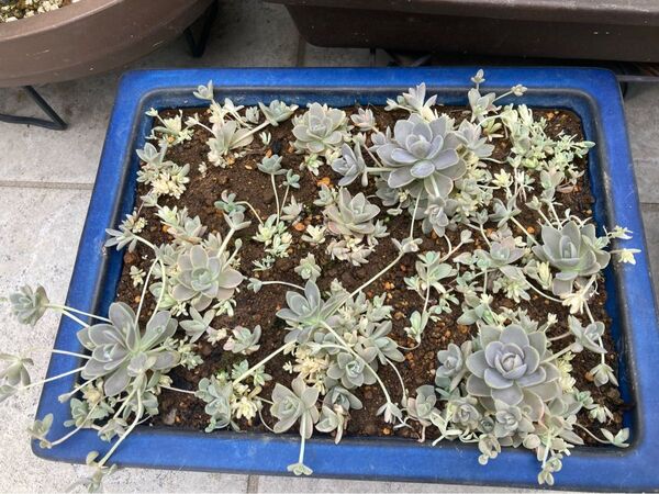 子持ち蓮華錦 鉢ごと発送