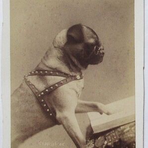 明治 鶏卵紙 古写真 広告 パグ 犬 たばこ 19世紀 リッチモンド ストレートカット シガレット 眼鏡 読書 戦前 アンティーク