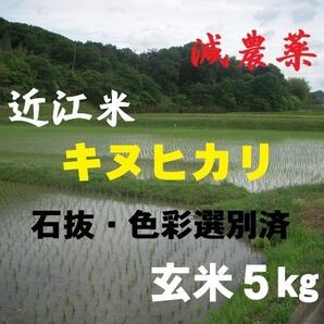 【令和6年産】 滋賀県産キヌヒカリ 玄米5 ㎏ 環境こだわり米 減農薬農 農家直送 送料無料