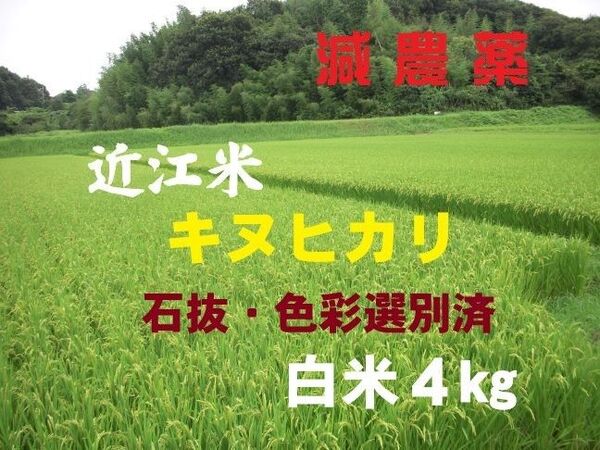 【令和6年産】 滋賀県産キヌヒカリ 白米4 ㎏ 環境こだわり米 減農薬 農家直送 送料無料