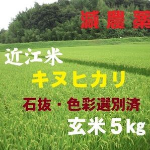 【令和6年産】 滋賀県産キヌヒカリ 玄米5㎏ 環境こだわり米 農家直送 減農薬 送料無料