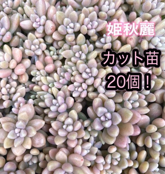多肉植物☆姫秋麗☆カット苗☆20個!