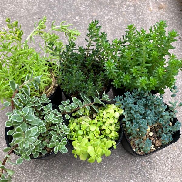 多肉植物☆セダム 6種類!☆抜き苗