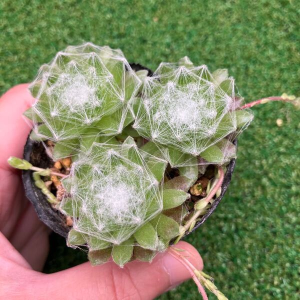 多肉植物☆センペルビウム 巻絹☆抜き苗3つ