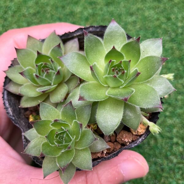 多肉植物☆センペルビウム 上海ローズ☆抜き苗3つ