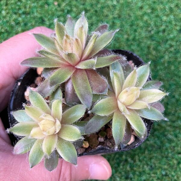 多肉植物☆センペルビウム バニラシフォン☆抜き苗3つ