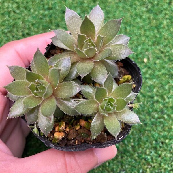 多肉植物☆センペルビウム ミッドナイトローズ☆抜き苗3つ