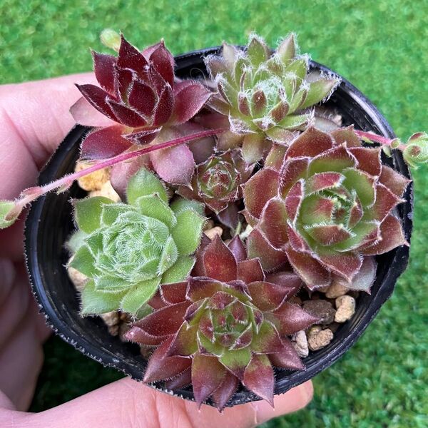 多肉植物☆センペルビウム☆抜き苗