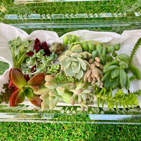 多肉植物☆ミニ寄せ植えセット!☆カット苗