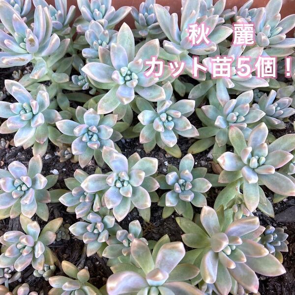 多肉植物☆秋麗☆カット苗☆5個!