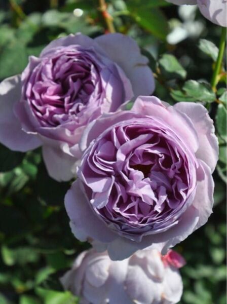 バラ 苗 藤色 青薔薇 初心者向き