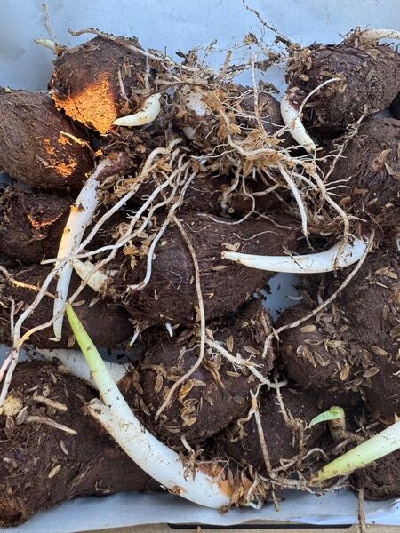 里芋 芽出し済み種芋 60サイズ箱込み2KG
