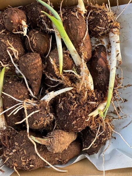 里芋 種芋 芽出し済み 50個