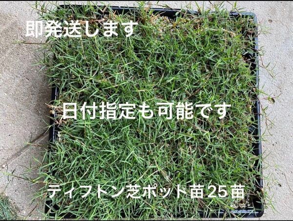 ティフトン芝 ポット苗 25苗